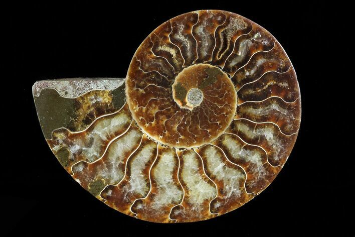 Agatized Ammonite Fossil (Half) - Madagascar #83847